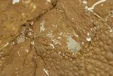 Ordovician Kukersite Oil Shale w/ Bryozoan & Trilobite Fossils #369579-2